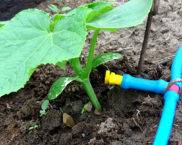 DIY drip irrigation in the greenhouse