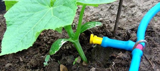 DIY drip irrigation in the greenhouse