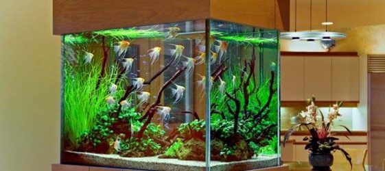 DIY glass aquarium