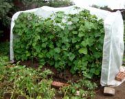 DIY greenhouse for cucumbers: photo