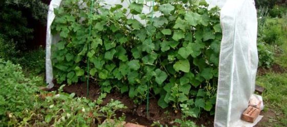 DIY greenhouse for cucumbers: photo