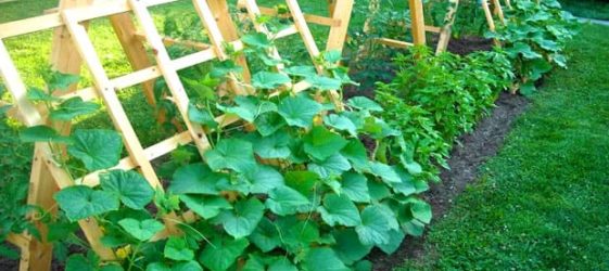 Tapestry for cucumbers