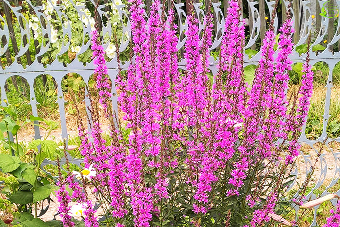 The loosestrife was found in the garden, as the forest name for flowers. In the photo he is as adorable as he is live.