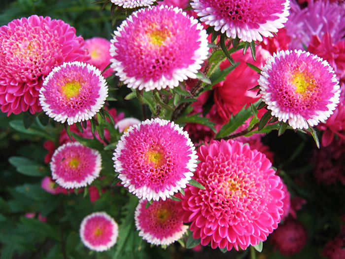 Asters are good both in a flower bed and in a bouquet