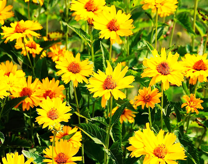 Bright suns for the garden: coreopsis