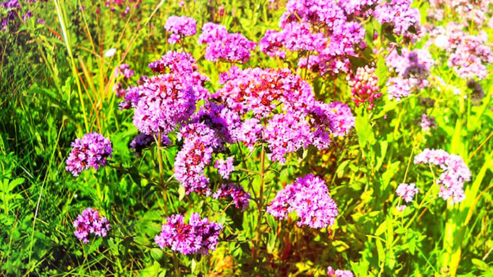 Oregano in the garden - beautiful and healthy