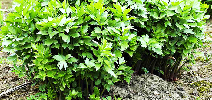 Beautiful, sweetish-spicy tasting frost-resistant lovage bush