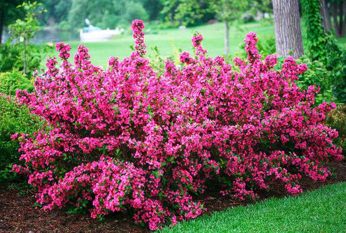 Weigela in cold regions requires shelter for the winter, in southern regions it winters without problems