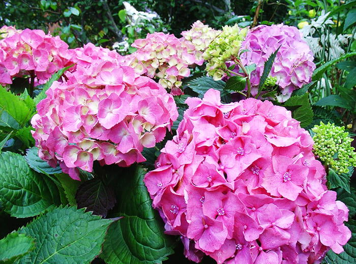 Large-leaved hydrangea