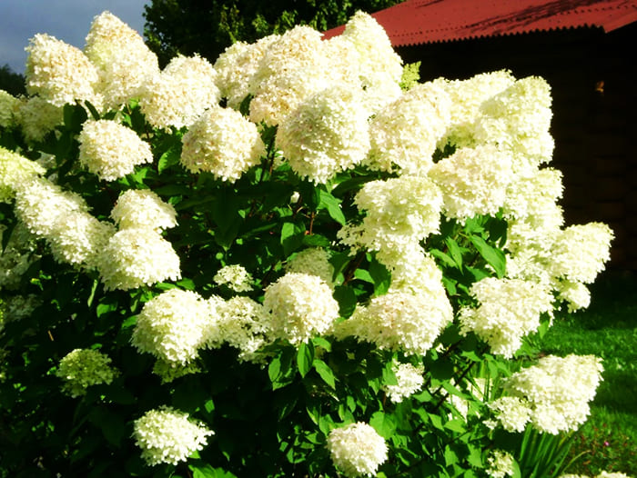 Panicle hydrangea