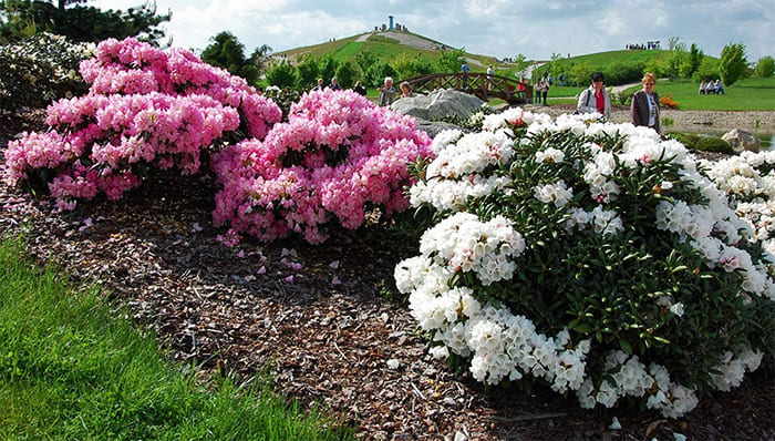 You can plant several rhododendrons in a row for a bright accent