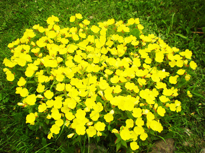 Bright evening primrose