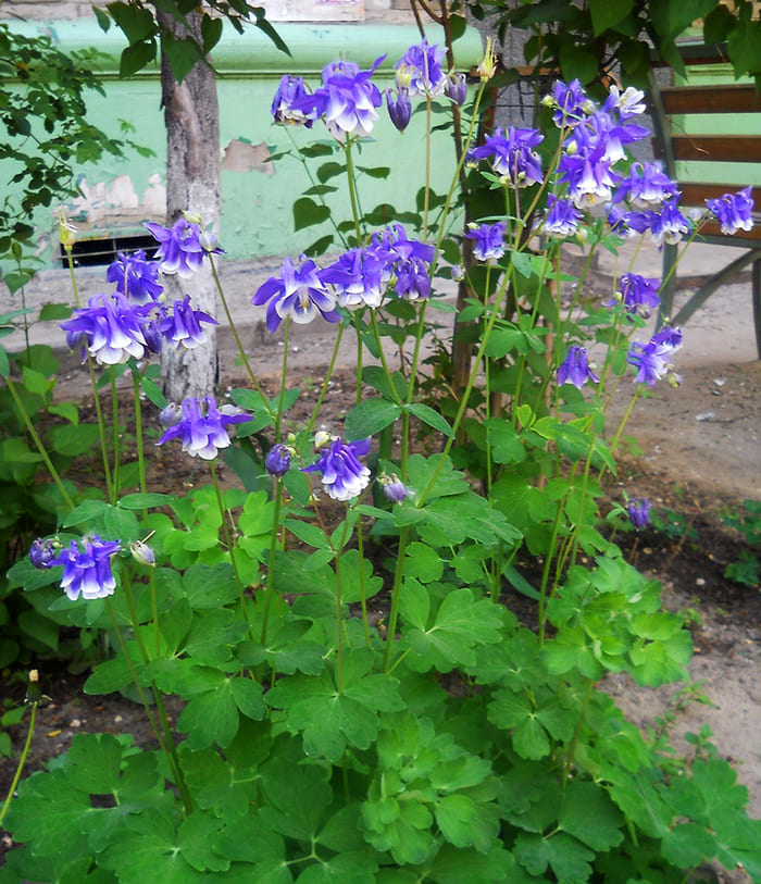 Aquilegia has many different shades