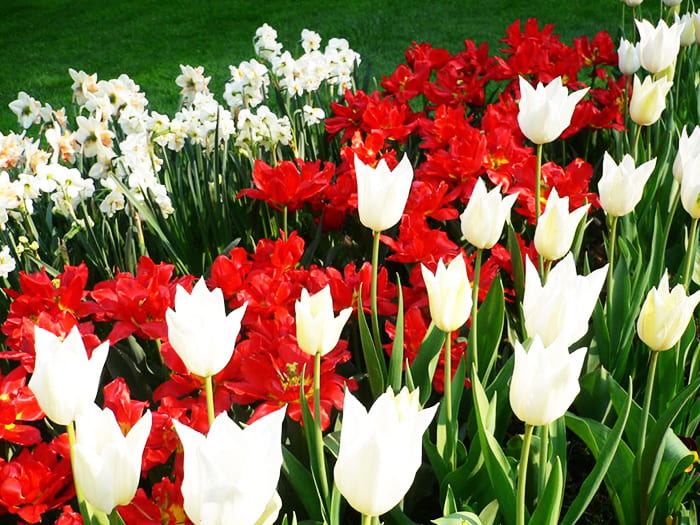 Tulips, daffodils, hyacinths, iris varieties are coming soon.