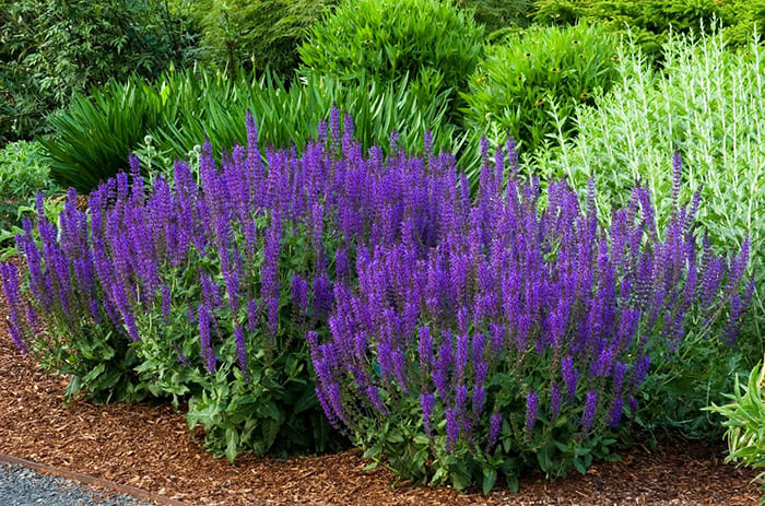 The flowers of oak sage themselves are inconspicuous, but the candle inflorescences, located in whorls, are quite attractive